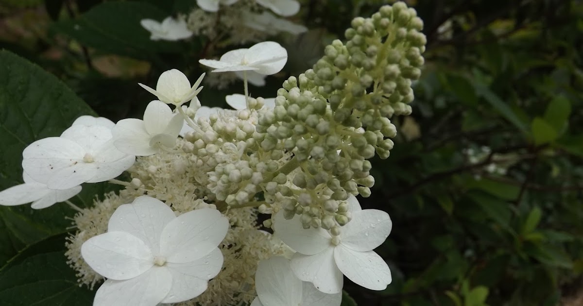The pruning expert Pruning Hydrangea paniculata