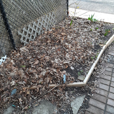 Little Portugal Toronto Spring Garden Cleanup Before by Paul Jung Gardening Services