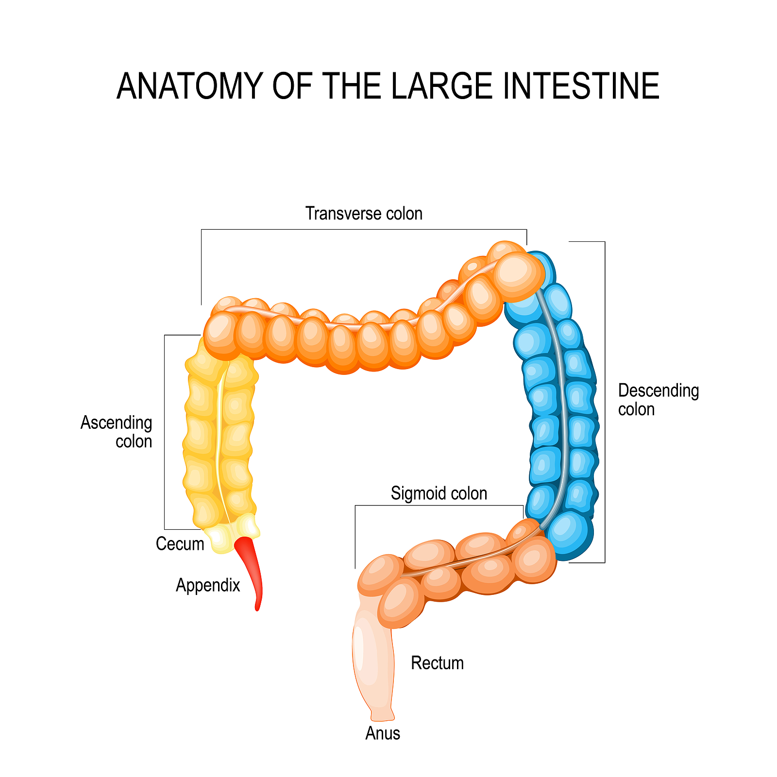 All about the large intestine | MooMooMath and Science