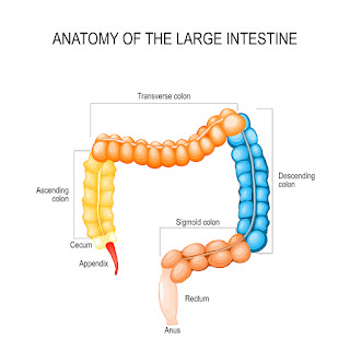 anatomy large intestines