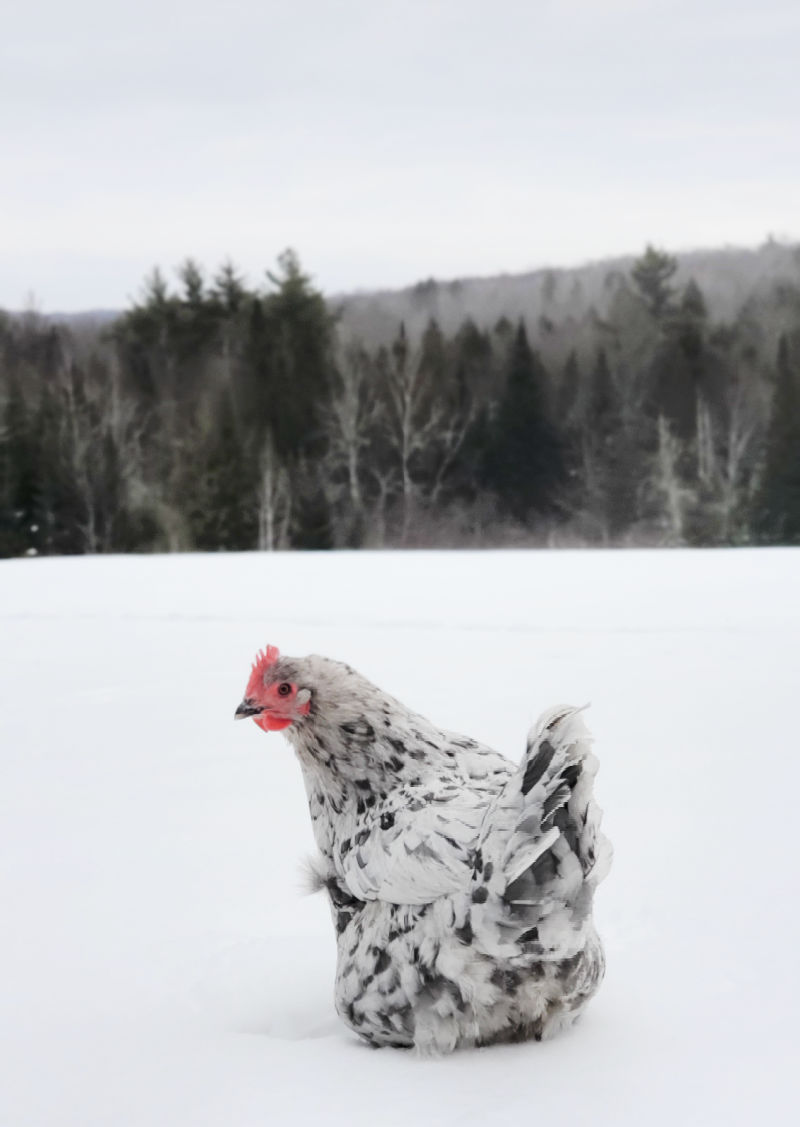 4 Things Your Chickens Need This Winter...and 3 Things They Don't