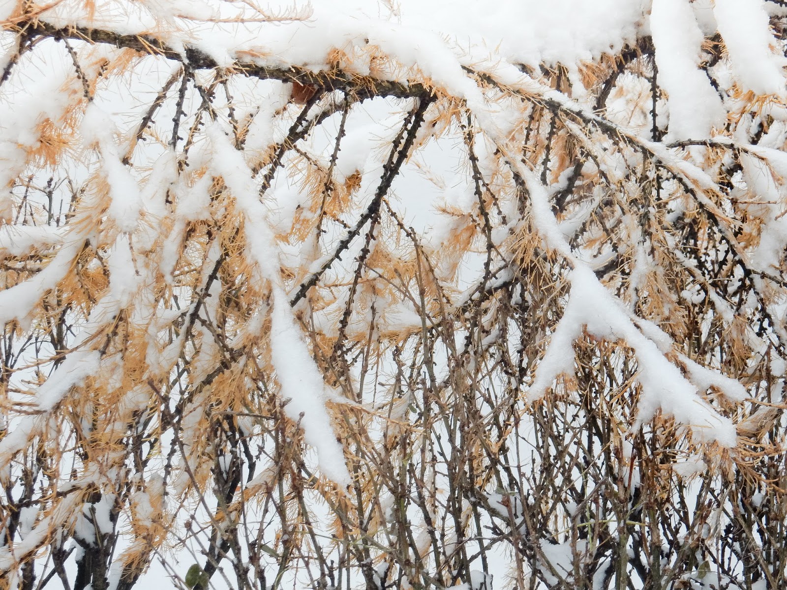 Winter Fall Allanstey