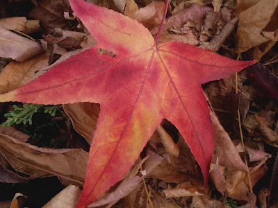 Autumn Leaf: photo by Cliff Hutson