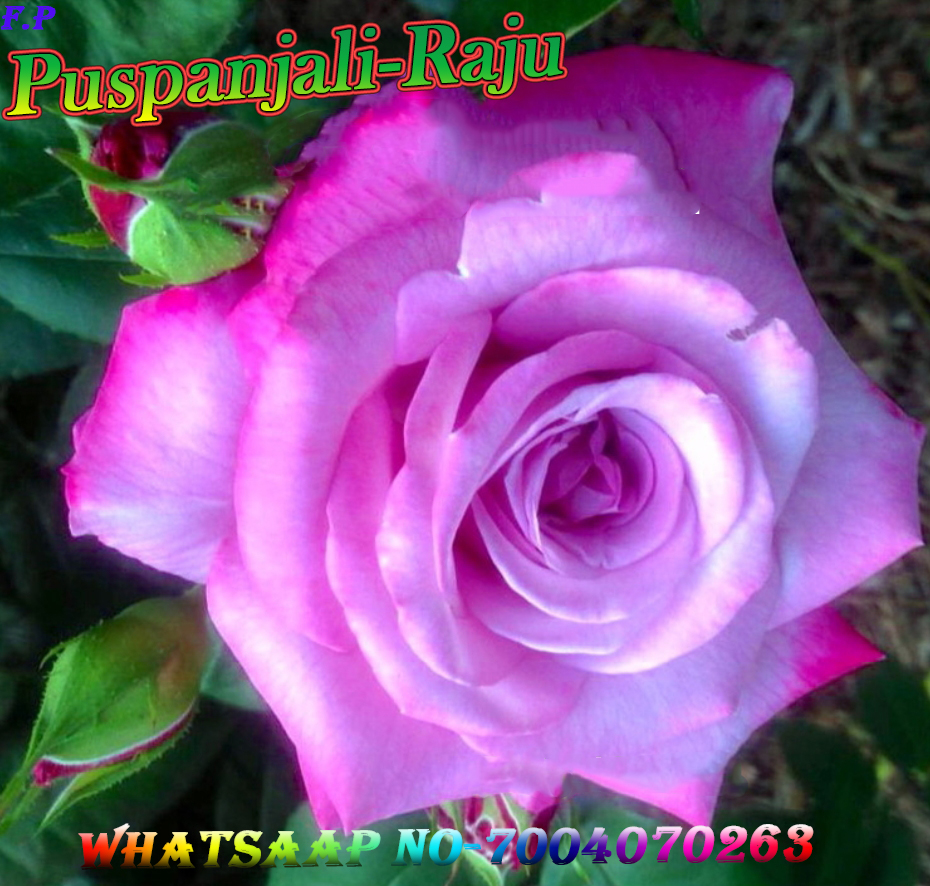 Pushpanjale Raju Rose Catlog PuspanjaliRaju Rose