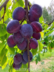 #luumu #luumupuu #luumupuusinikka #sadonkorjuu #harvest #harvesttime #plumharvest #plums