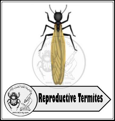 Reproductive Termites