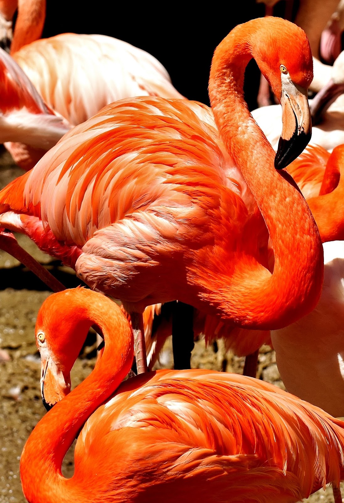 Colorful flamingos. Colorful flamingos.