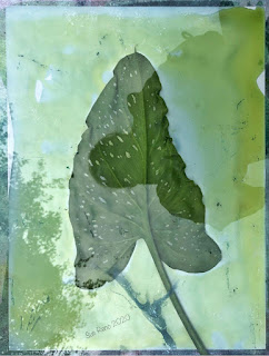 Wet Cyanotype_Sue Reno_Image 770