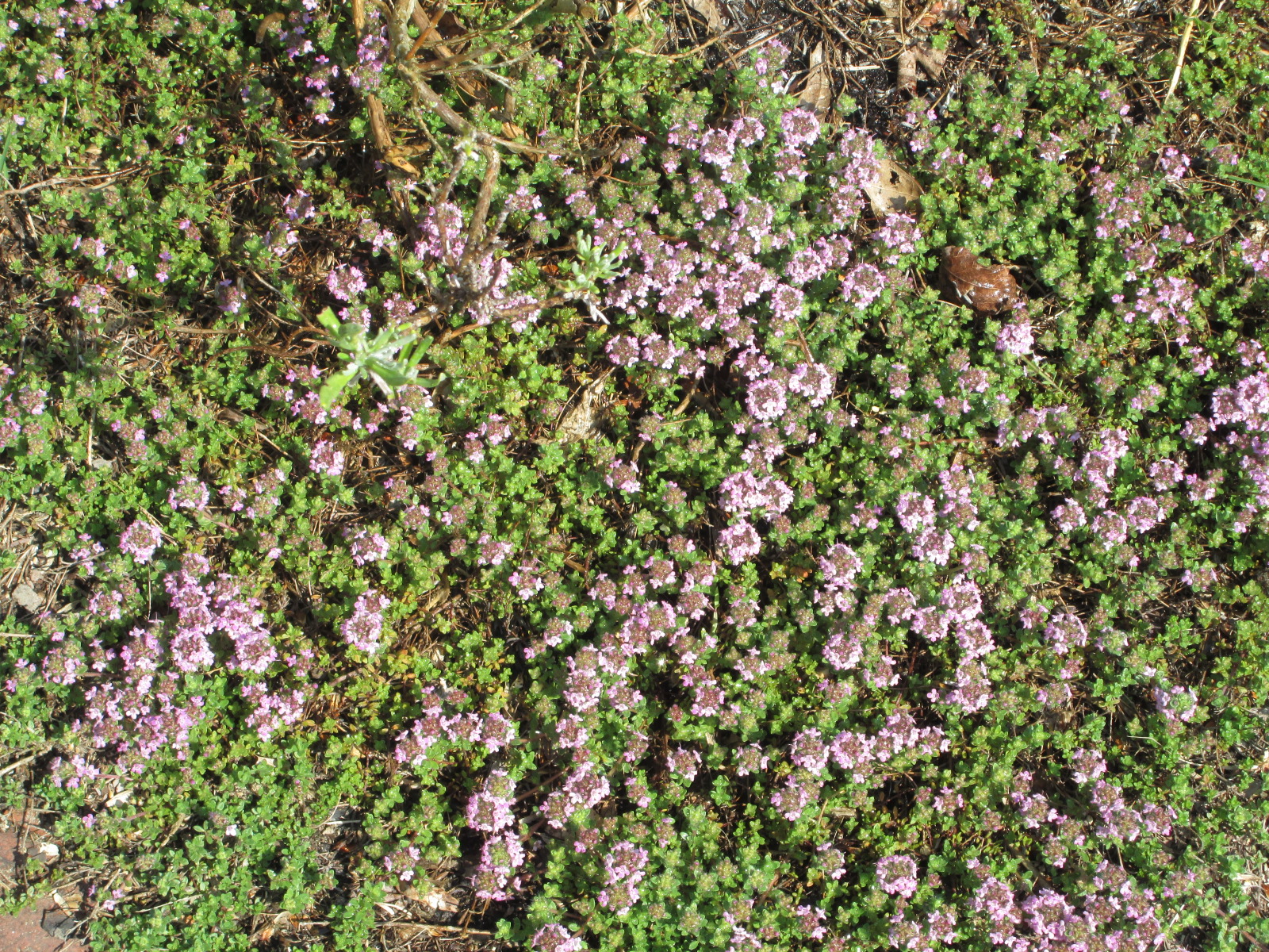Lemon Verbena Lady's Herb Garden Take Thyme to Enjoy the Blooms!