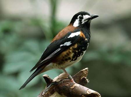 Perbedaan Tiga Jenis Anis Kembang Menurut Daerah Asalnya Cara