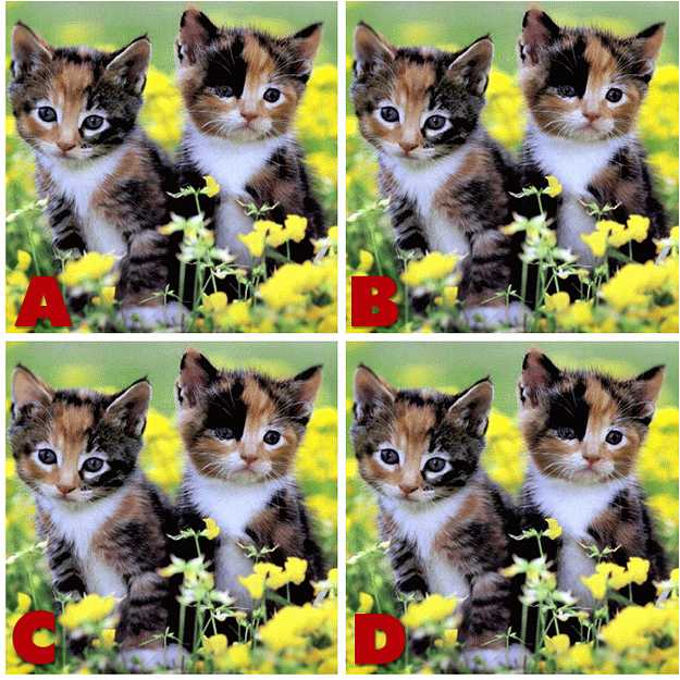 ADGATE Quiz Diva Kitty Difference (ANSWERS) Swagbucks Help