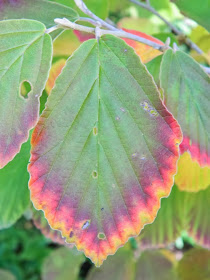Hamamelis x intermedia Arnold Promise witch hazel leaf detail by garden muses-a Toronto gardening blog