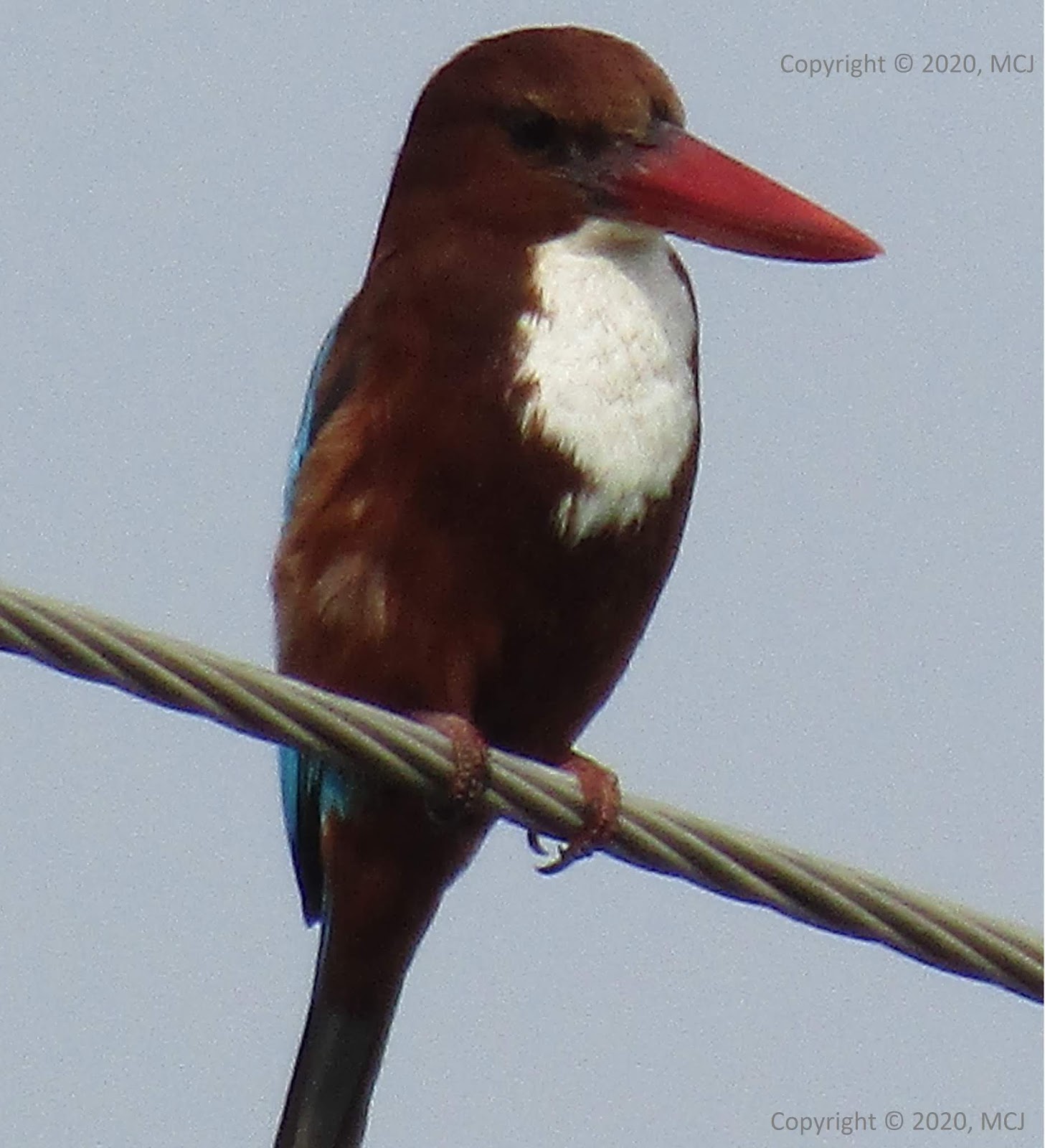 know about kannada and Karnataka Bird names in kannada with images