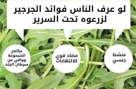 فوائد الجرجير للجسم فوائد الجرجير للجسم