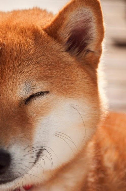 16 bé cún Shiba Inu ngái ngủ đáng yêu tới nỗi chẳng nỡ đánh thức