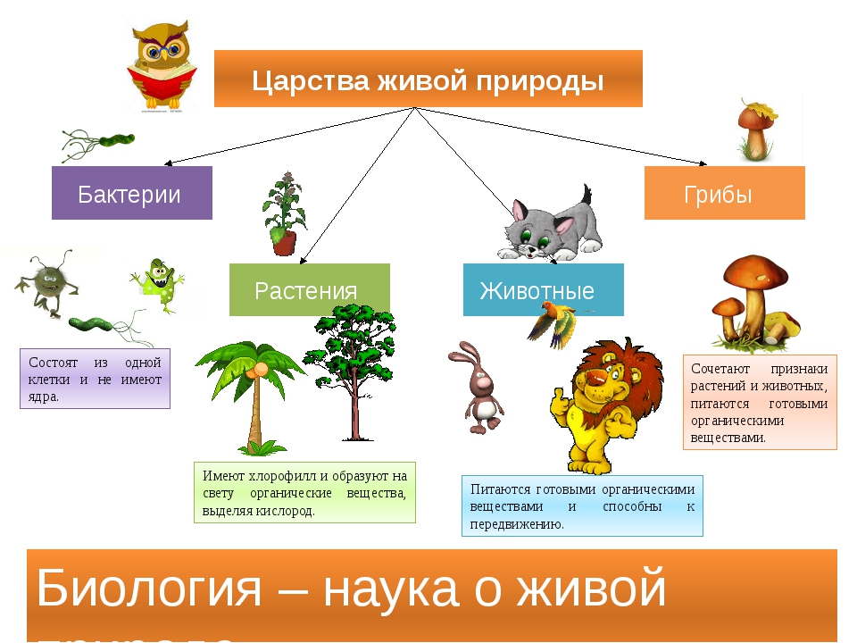 Схема царство растений 3 класс окружающий мир