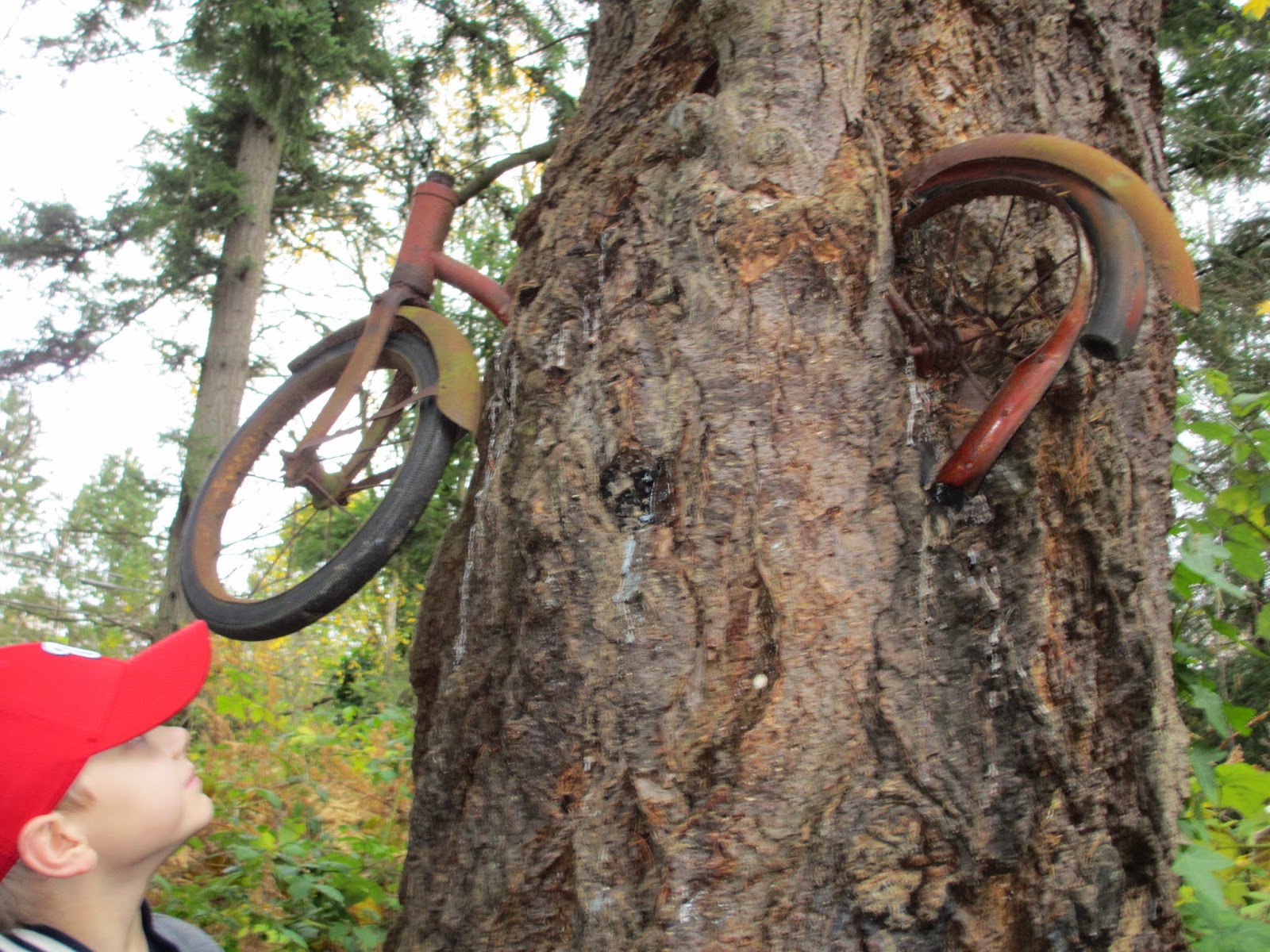 Wendy's Soapbox Red Ranger Came Calling Vashon Island Treed Bicycle