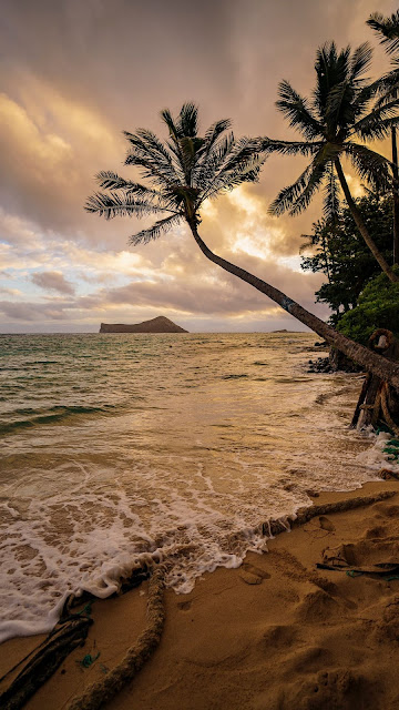 Wallpaper tropical island, beach, palm trees, sea