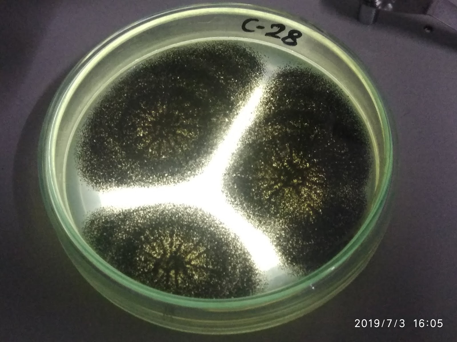 NGP MICROBIOLOGY Isolation of Fungi From Soil Samples Collected from