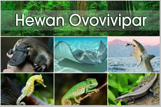 7000 Gambar Hewan Yang Bertelur Dan Melahirkan Terbaru - Gambar Hewan