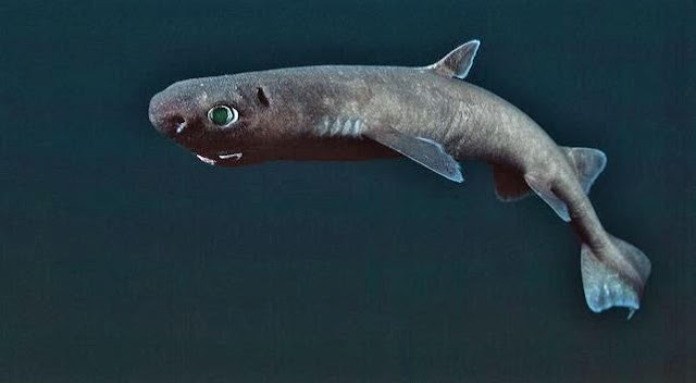 Fieggentrio Dwerglantaarnhaai (Etmopterus perryi)