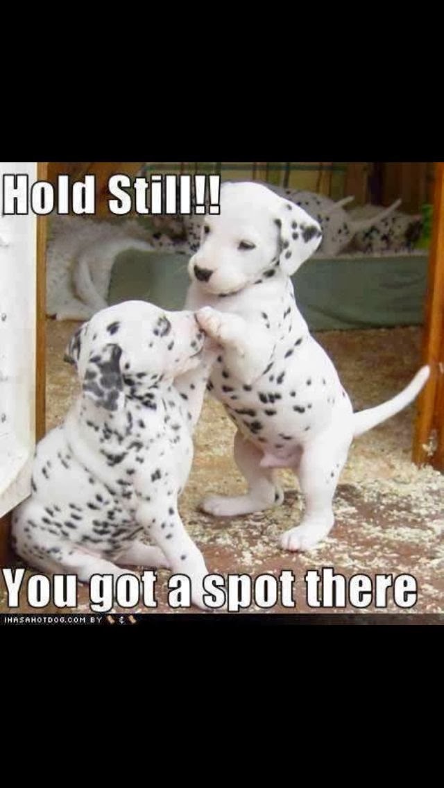 Hold still!! you got a spot there Joke All You Can