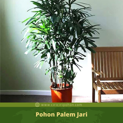 Ciri Ciri Pohon Palem Jari