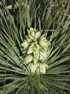 Yucca glauca flori