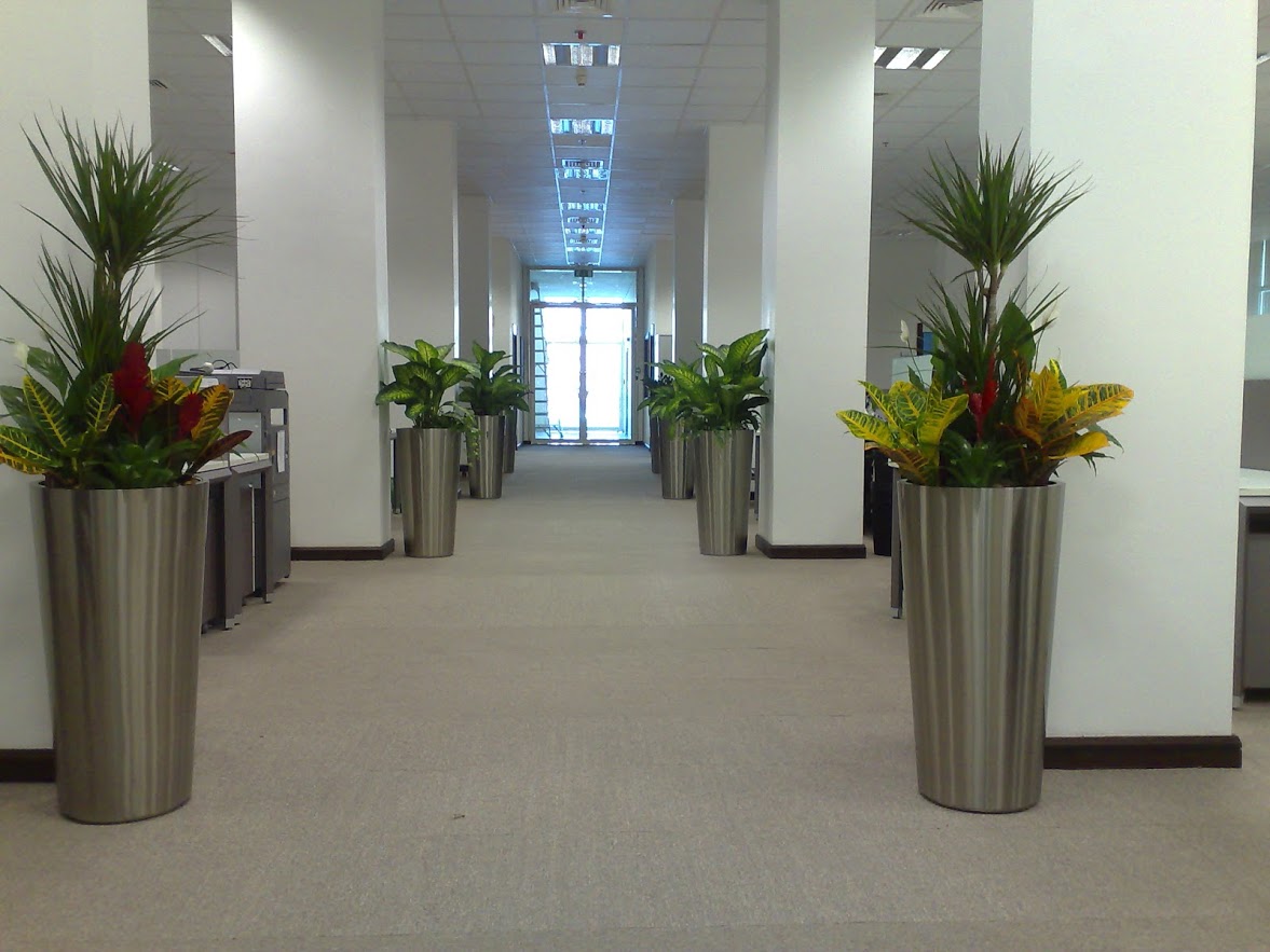 Benefits of Indoor Plants in Office Spaces