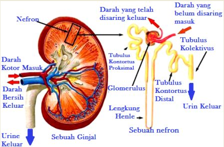 Strukur Anatomi Bagian-Bagian Ginjal dan Fungsinya