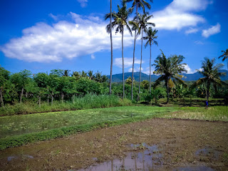 Fresh Atmosphere Of The Rice Fields On A Sunny Day At The Village North Bali Indonesia