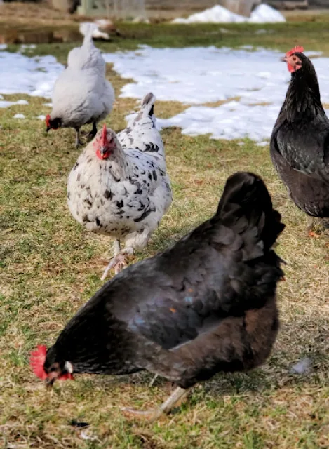 Chickens in a snowy yard