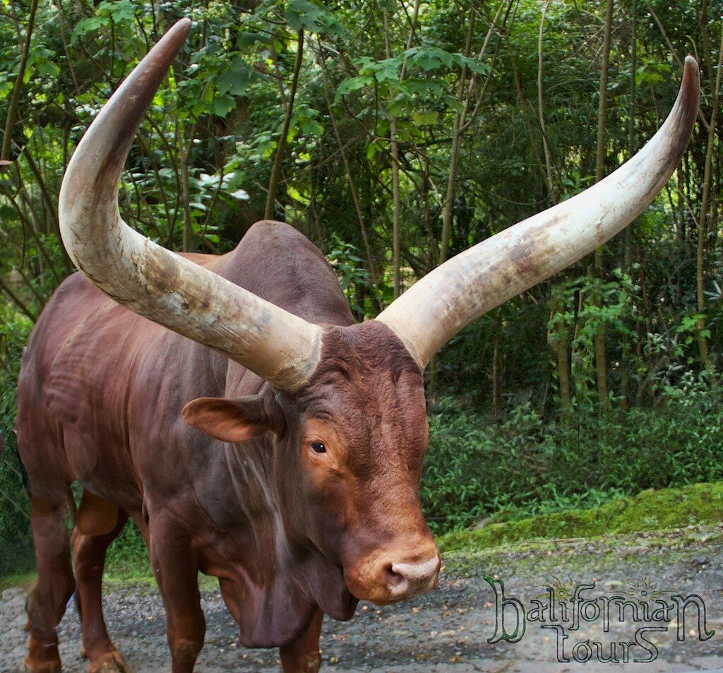 Ankole-Watusi الأبقار الأفريقية تمتلك قرونًا عملاقة بطول 2.5 متر ووزنها يصل إلى 40 كجم؟