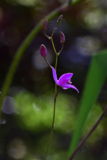 Tropical Orchids in Puriscal