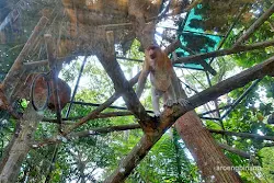 bekantan kebun binatang ragunan jakarta