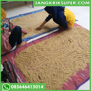 Jual Bibit Jangkrik Bandung