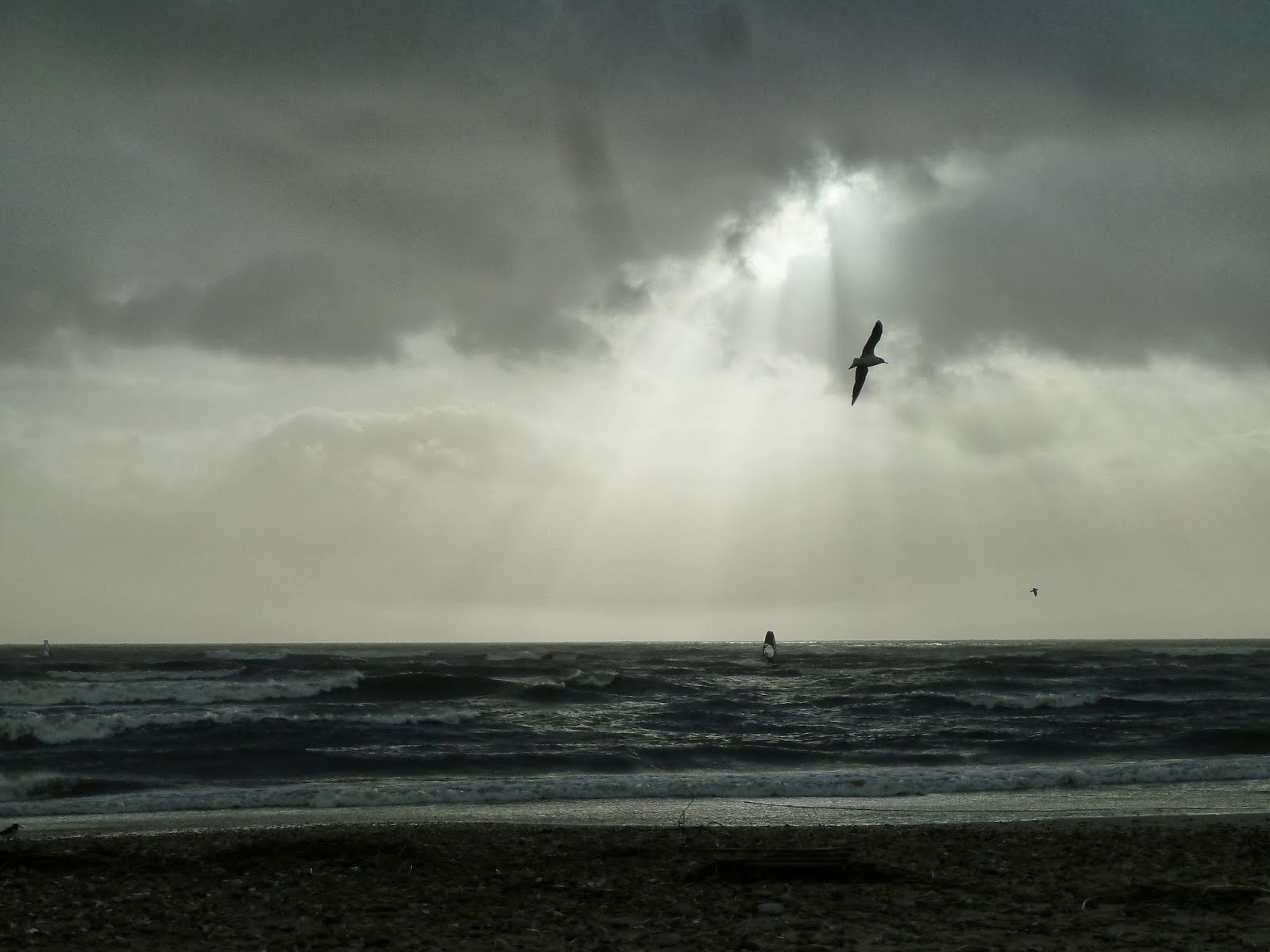 Seagull and windsurfer silhouetted against winter sky