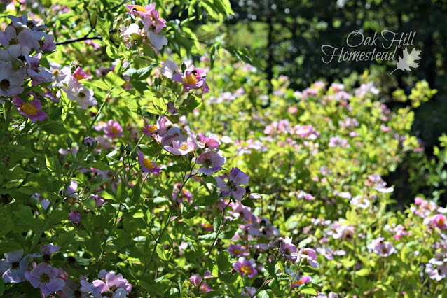 Wild rose thicket with green leaves and pink roses.