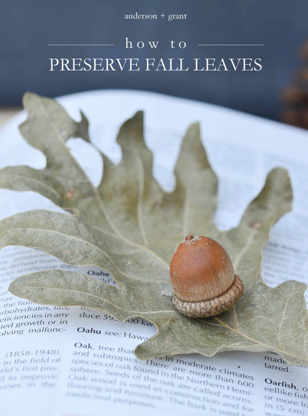 Learn how to preserve fall leaves that can be used in decorating your home.  |  www.andersonandgrant.com
