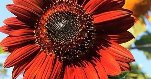 Cara Menanam Bunga Matahari Velvet  Queen Bertani