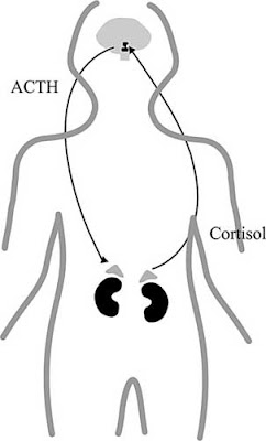 humoral stress pathway