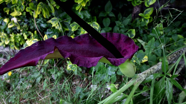  Voodoo Lily (Dracunculus Vulgaris)