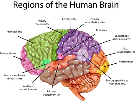 the-brain-regions.jpg