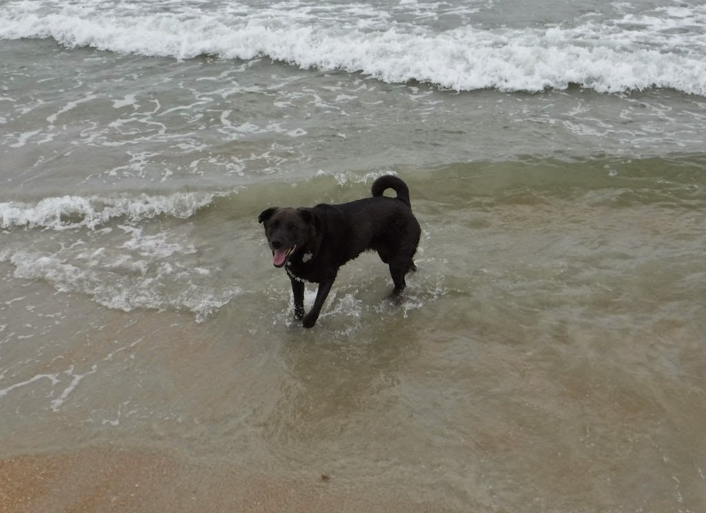 This Rat Sailed For Dogs That Don't Like Water...