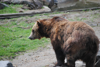 ABC Adaları ayısı ya da Sitka boz ayısı (Ursus arctos sitkensis)