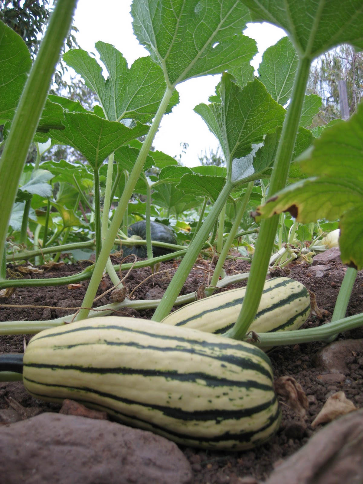 16+ Impressive Delicata Squash Growing Inspiratif Design