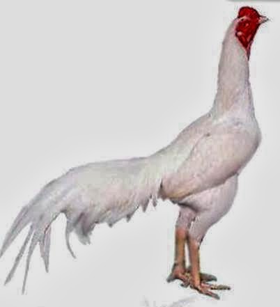 Mewarnai Gambar Kandang Ayam - cemani jogja: contoh gambar kandang ayam ...