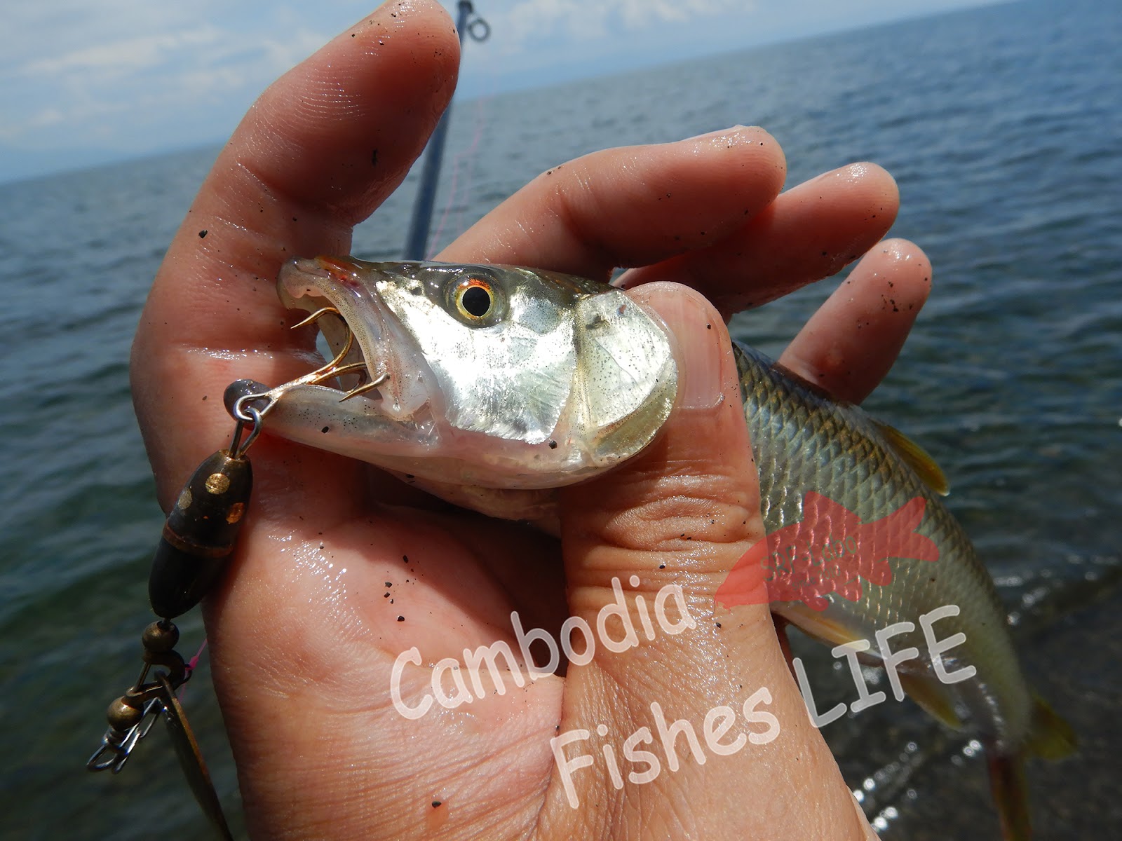 Cambodia Fish Life シェムリアップ淡水魚研究所srf Labo 琵琶湖のハスをルアーで