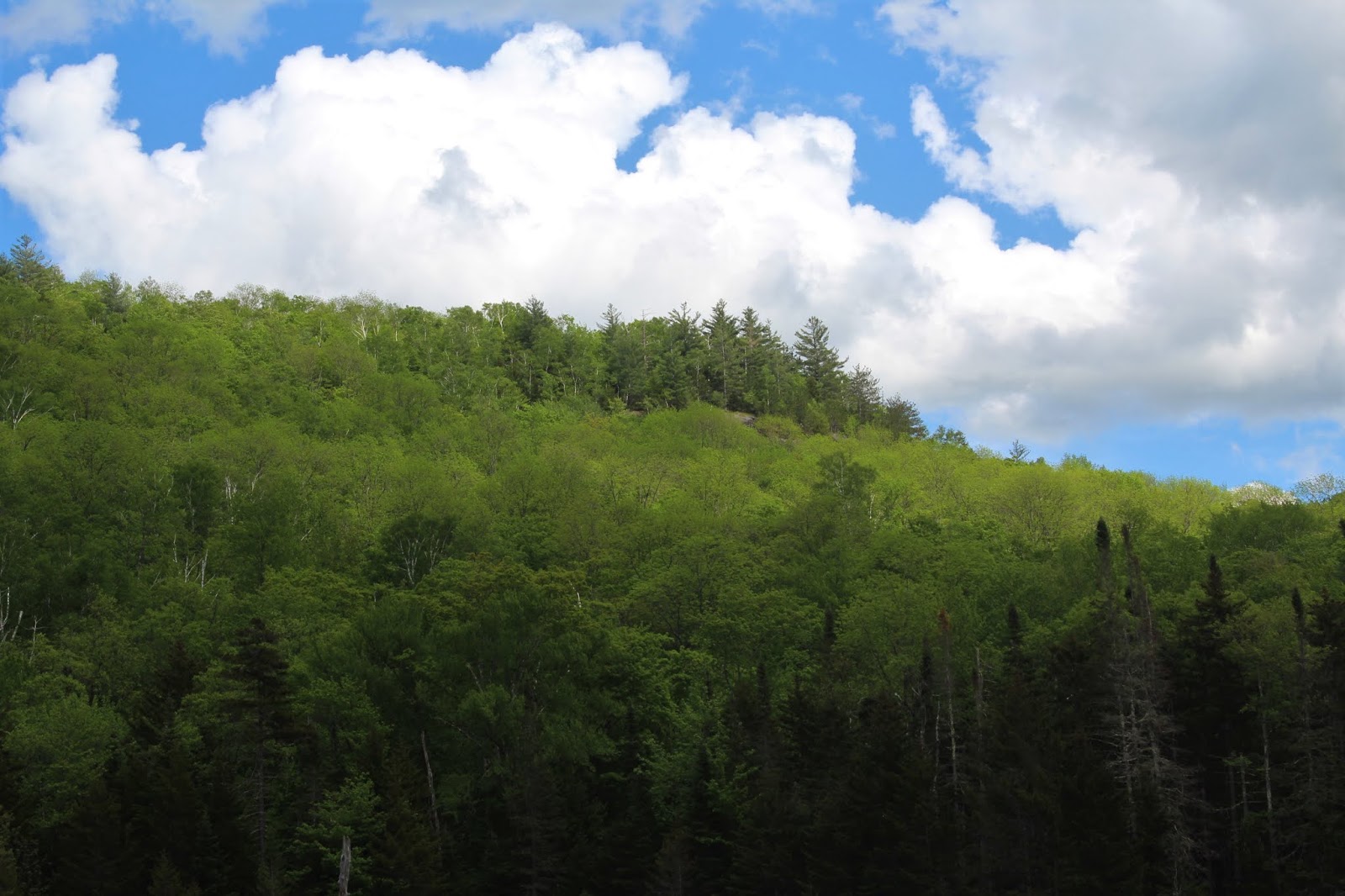 Walking Man 24 7 Eagle Pond & Eagle Pond Ledges(Wilcox Lake Wild