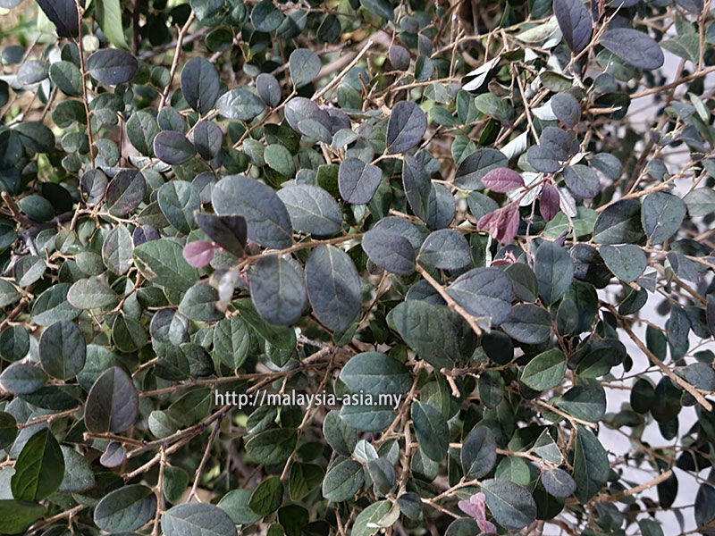 Galaxy S21 Ultra 5G Camera Review